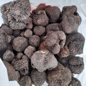 Black Summer Truffles (Tuber aestivum)