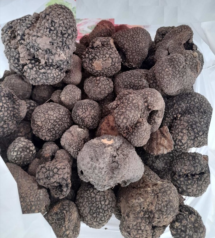 Black Summer Truffles (Tuber aestivum)