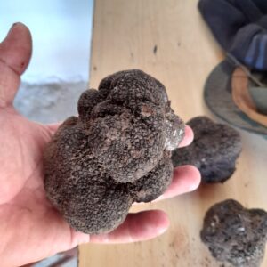 Black winter truffle (Tuber brumale)