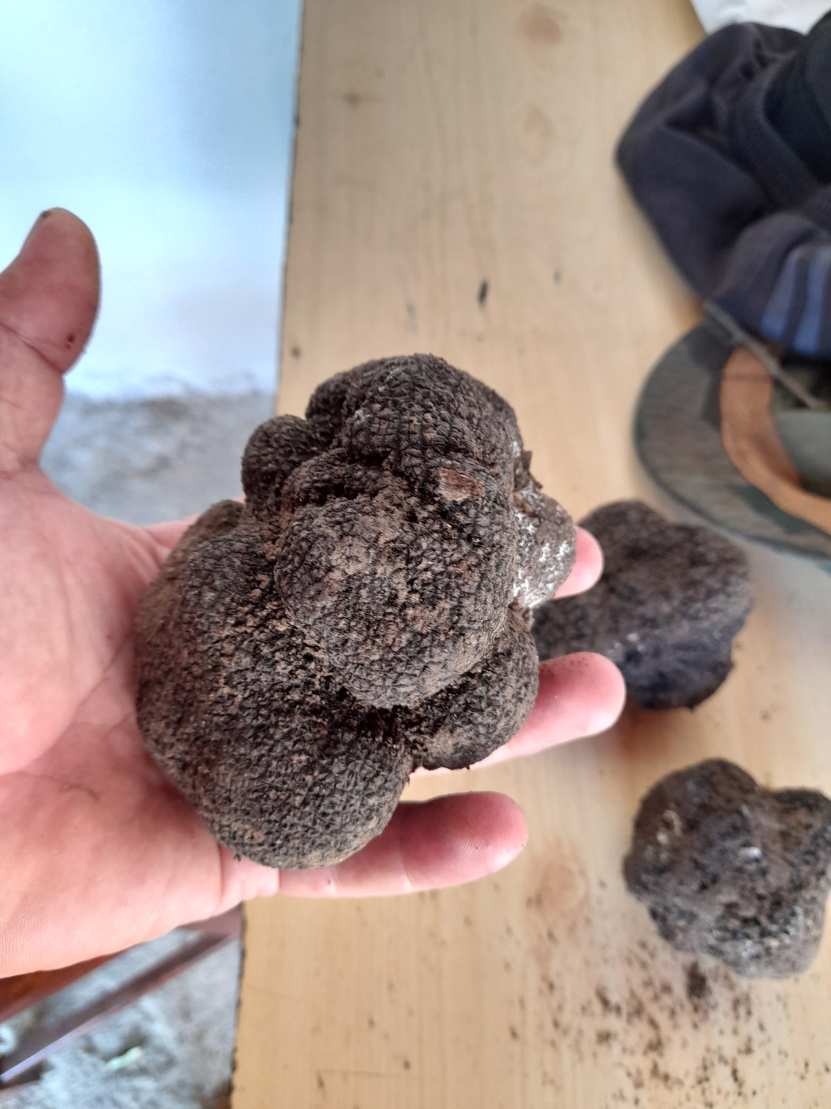 Black winter truffle (Tuber brumale)