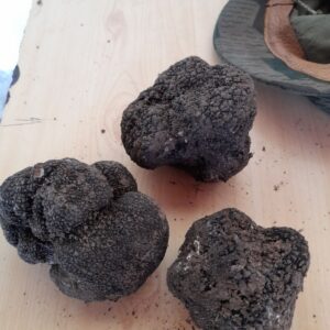 Black winter truffle (Tuber uncinatum)