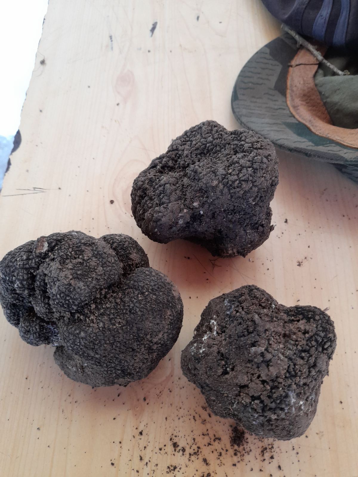 Black winter truffle (Tuber uncinatum)