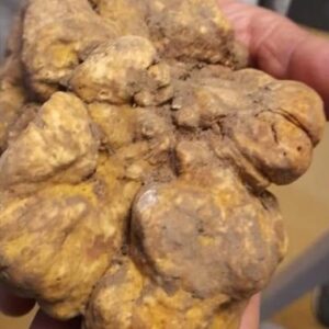 White truffle (Tuber magnatum pico)