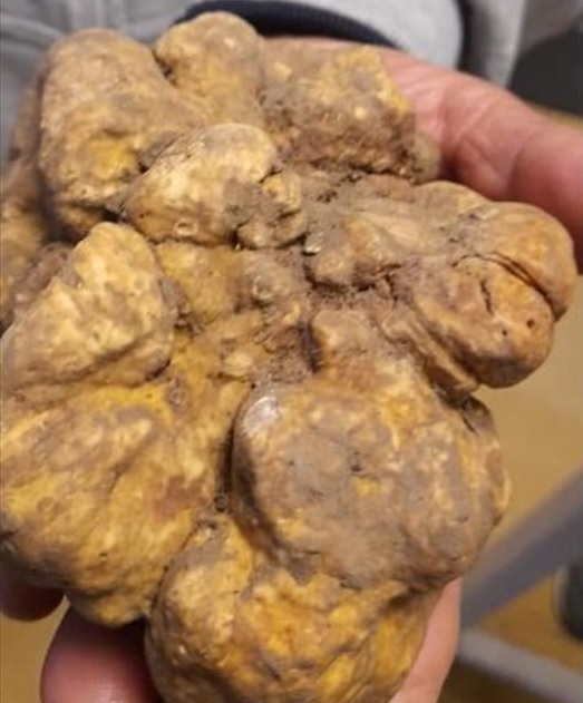 White truffle (Tuber magnatum pico)