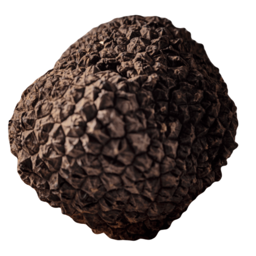 Fresh Black summer truffle